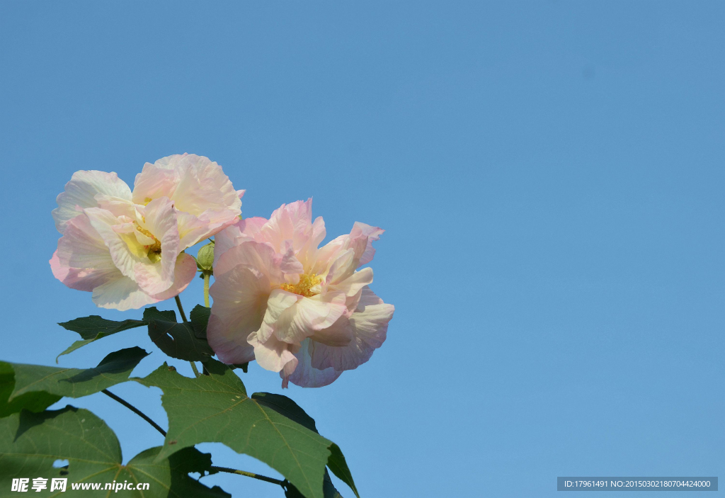 木芙蓉