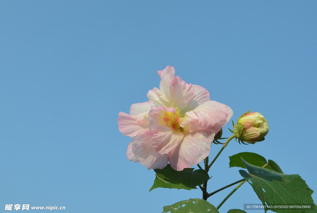 木芙蓉