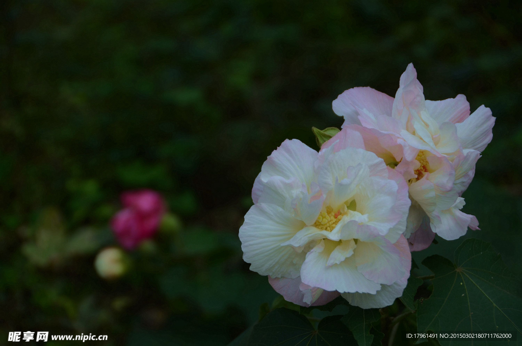 木芙蓉