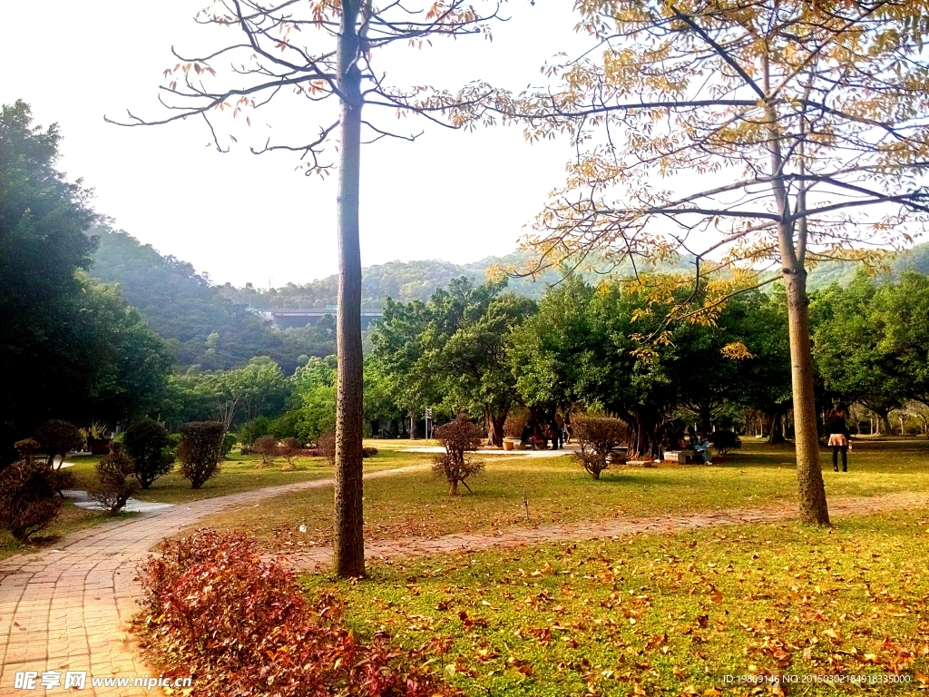 小树林