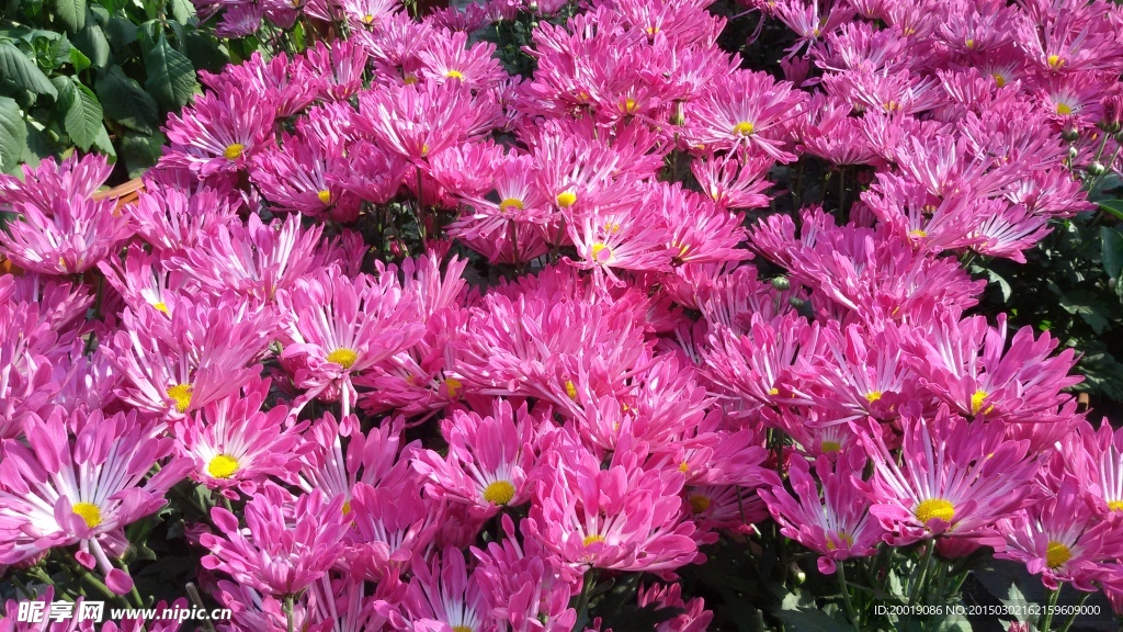 菊花