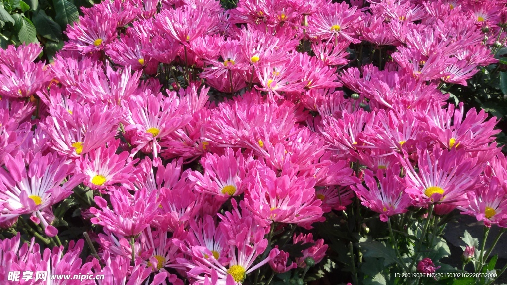 菊花