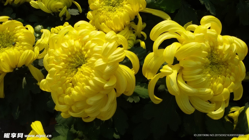 菊花
