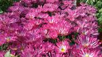 粉色菊花