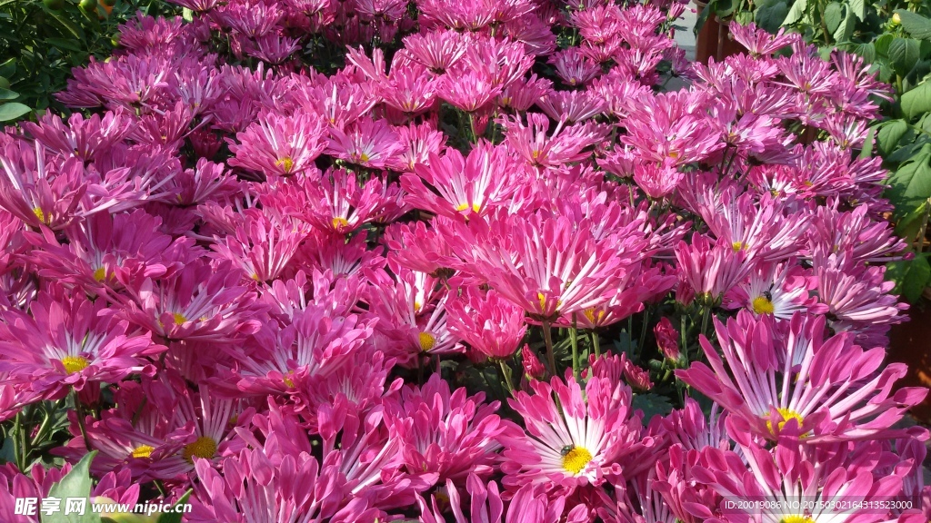 粉色菊花