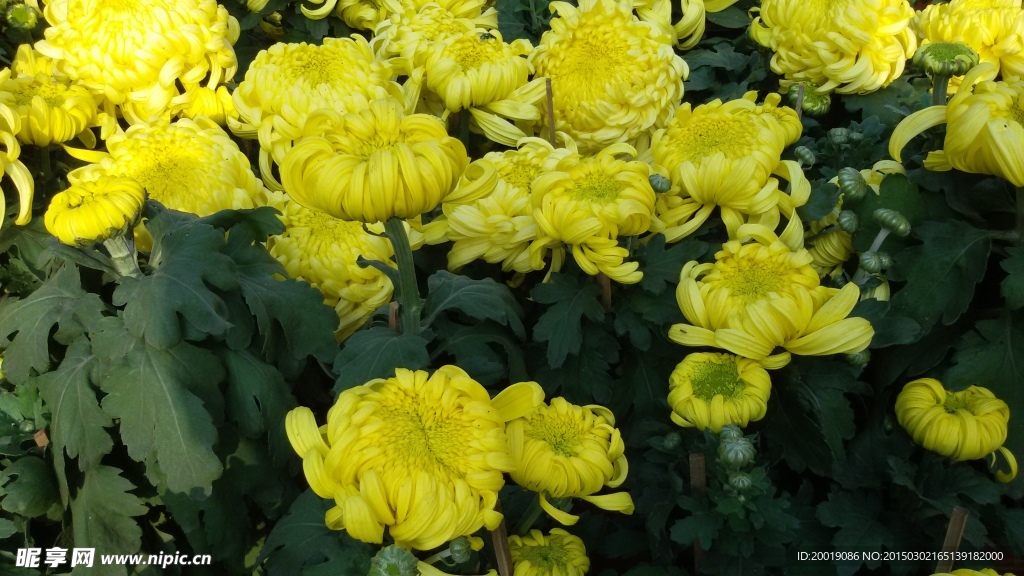 秋菊