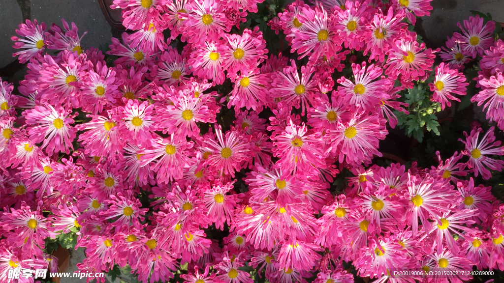 菊花