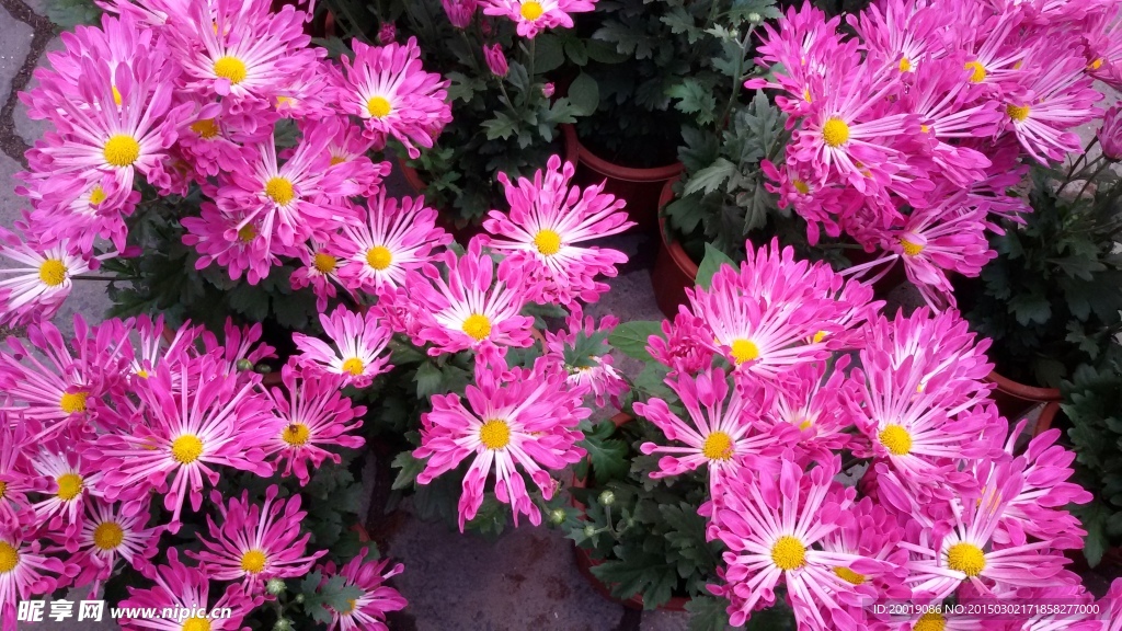 粉色菊花