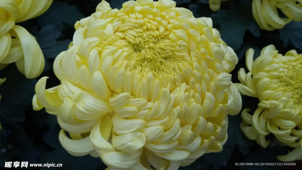 秋菊
