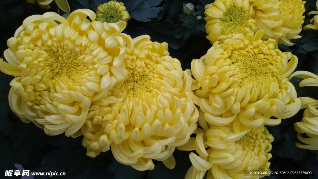 菊花