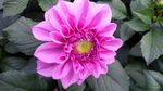 粉色牡丹花