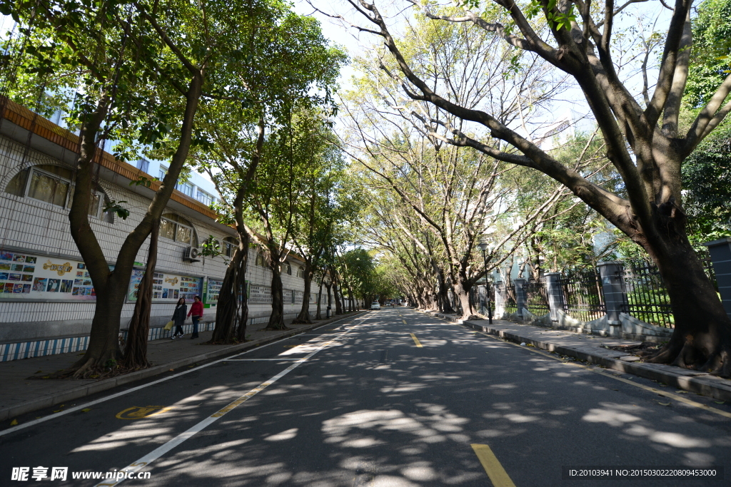 林荫道路