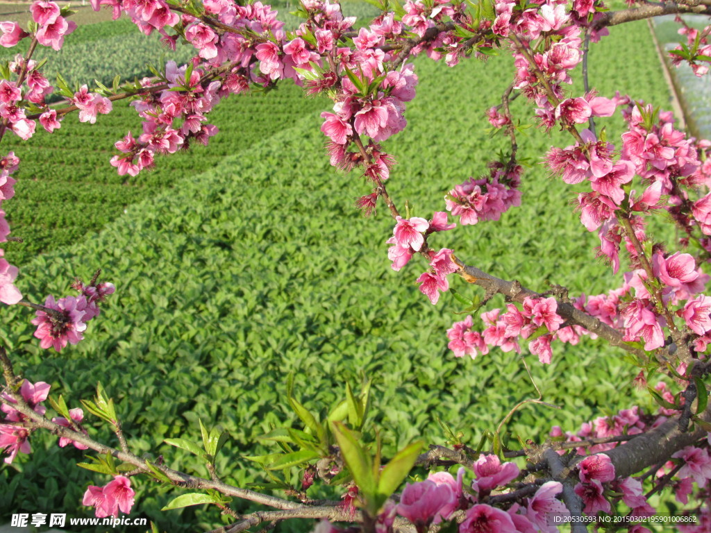 桃花蔬菜