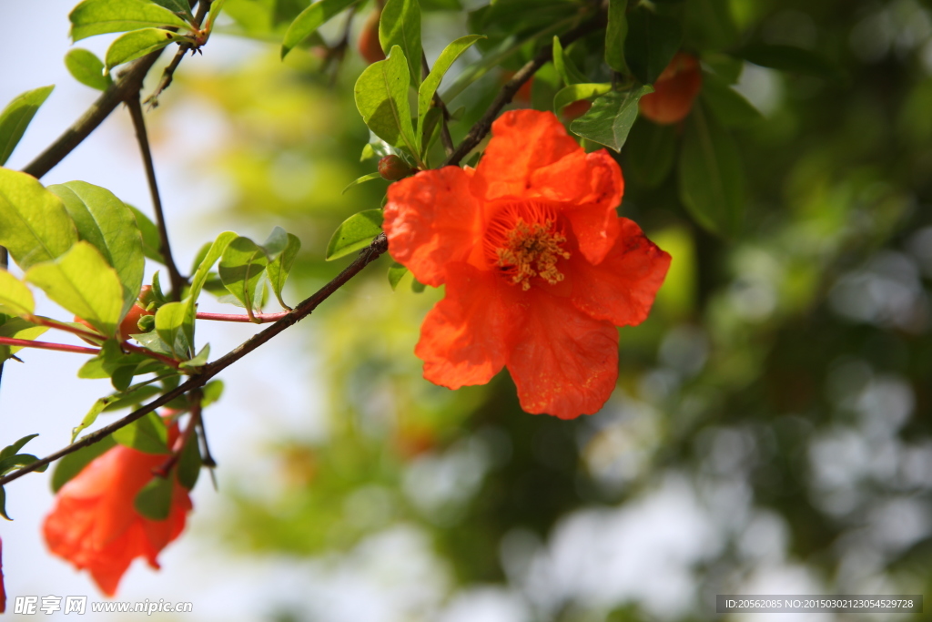 石榴花