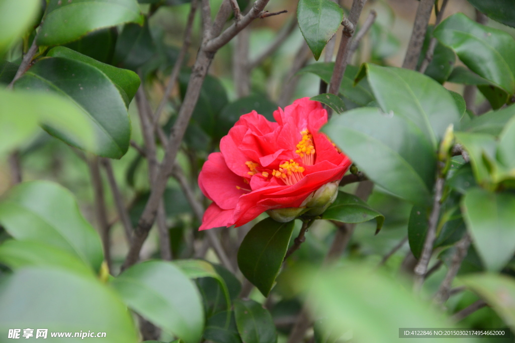 山茶花