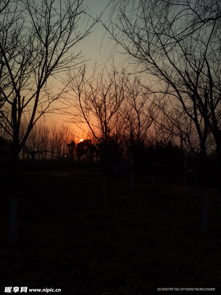 夕阳天空枯树