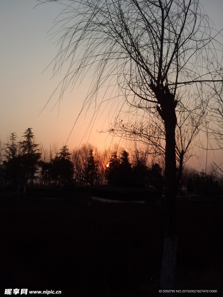 夕阳天空枯树