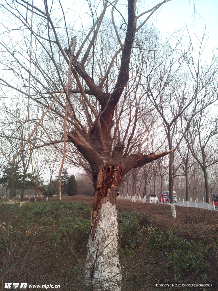 公园枯树