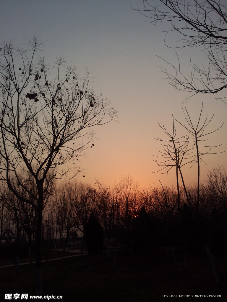 夕阳天空枯树