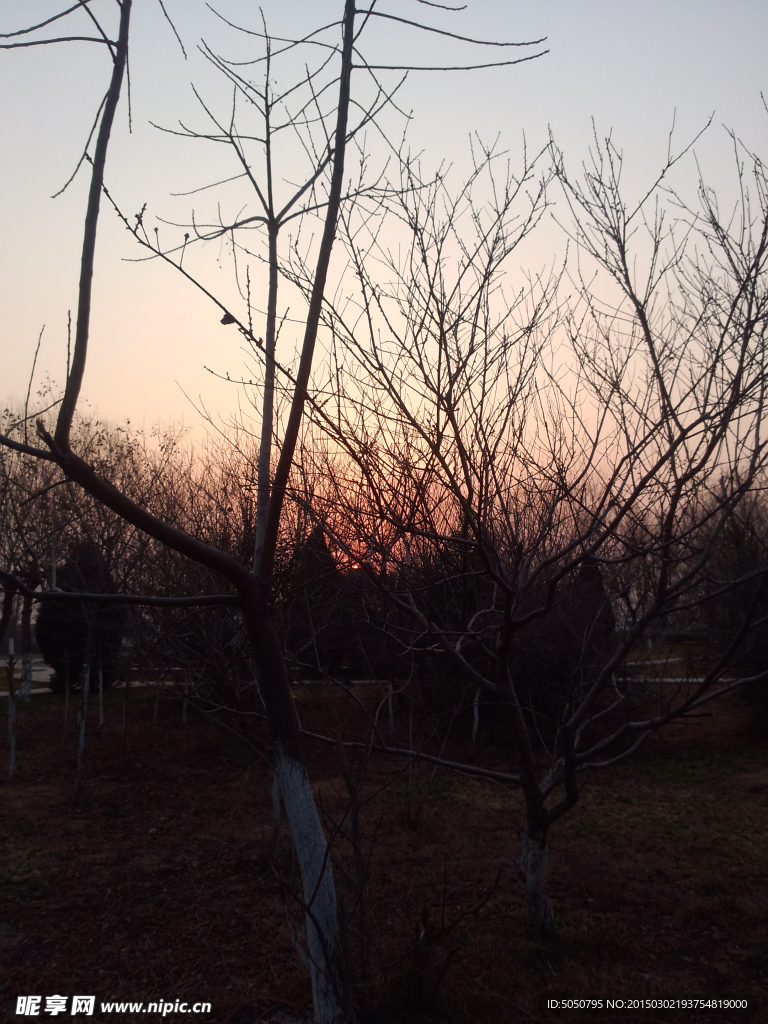 夕阳天空枯树