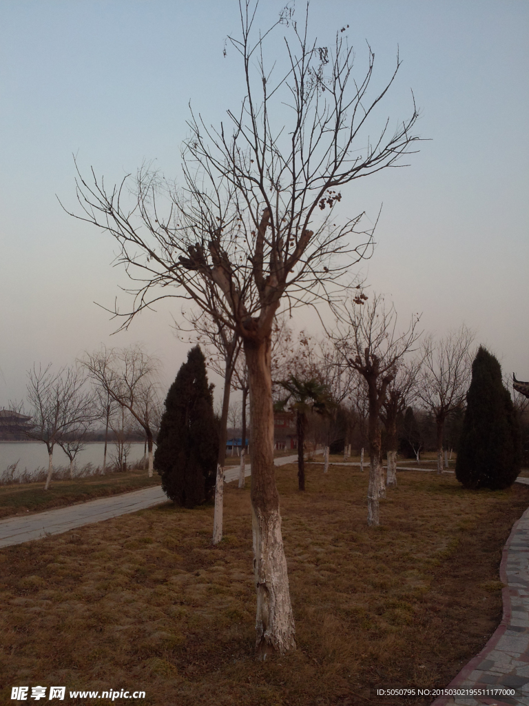公园枯树