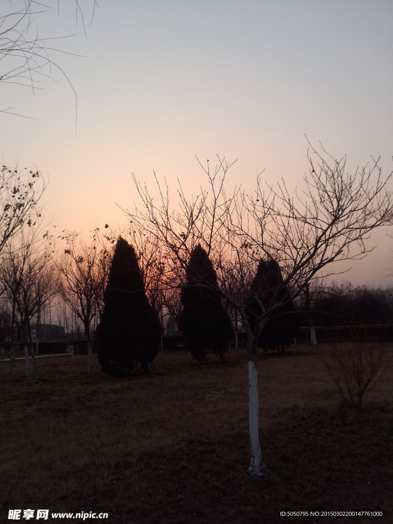 夕阳天空枯树