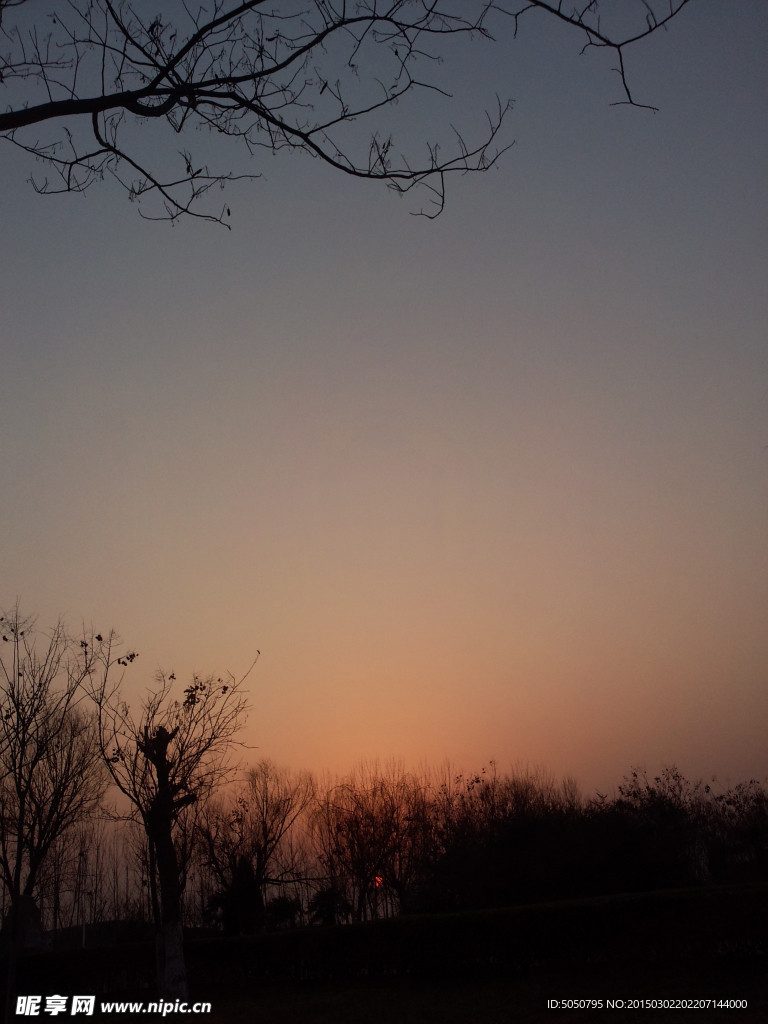 夕阳天空枯树