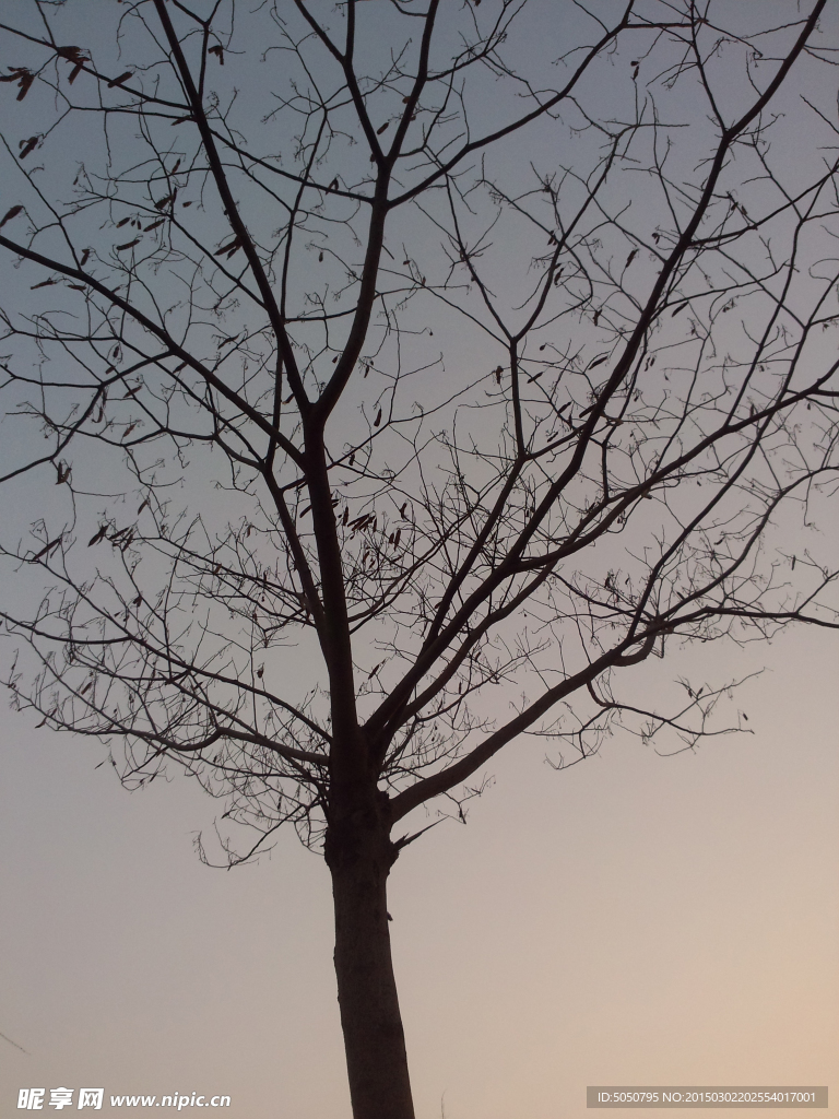 夕阳天空枯树