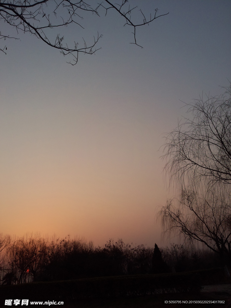 夕阳天空枯树