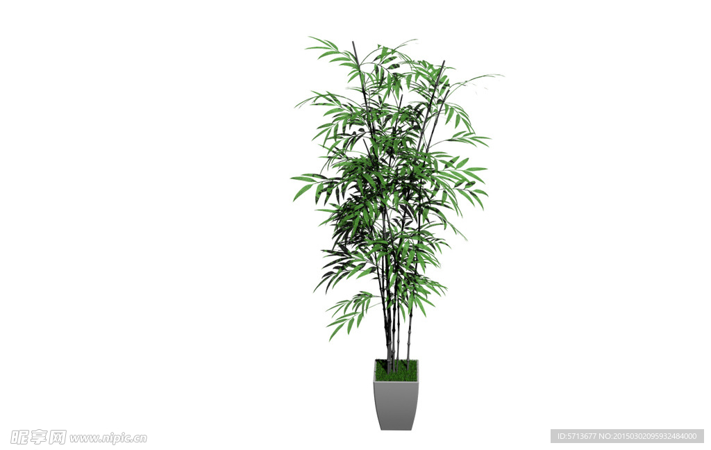 植物模型
