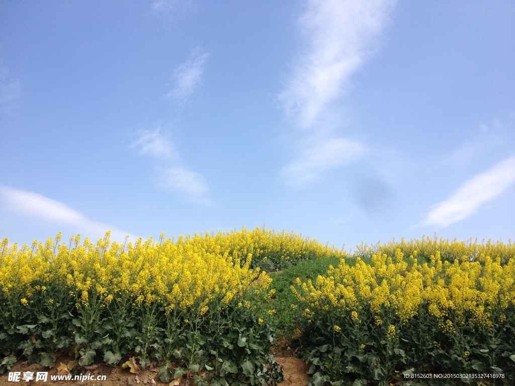 油菜花