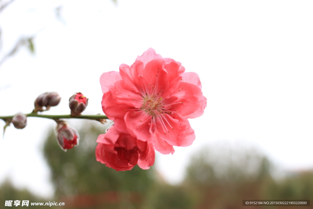 美丽的花