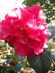 山茶花