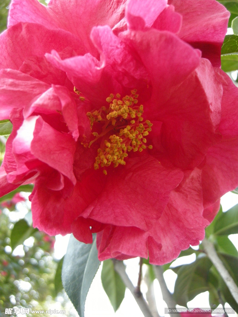 山茶花