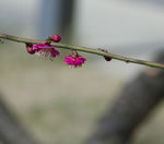 梅花