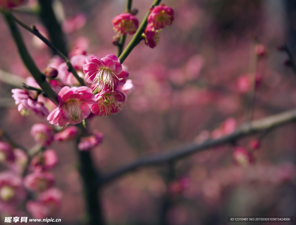梅花