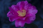 茶花