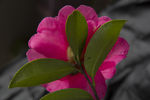 茶花