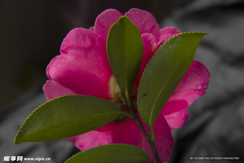 茶花