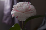 茶花