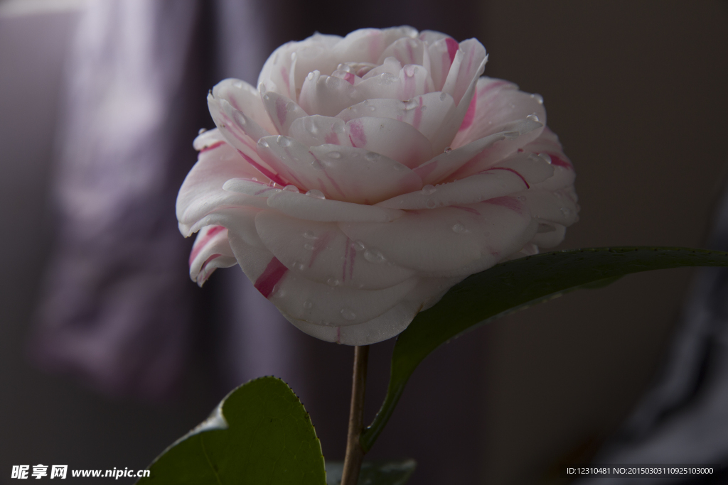 茶花