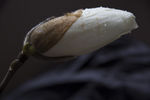 玉兰花