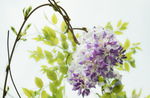 唯美丁香花