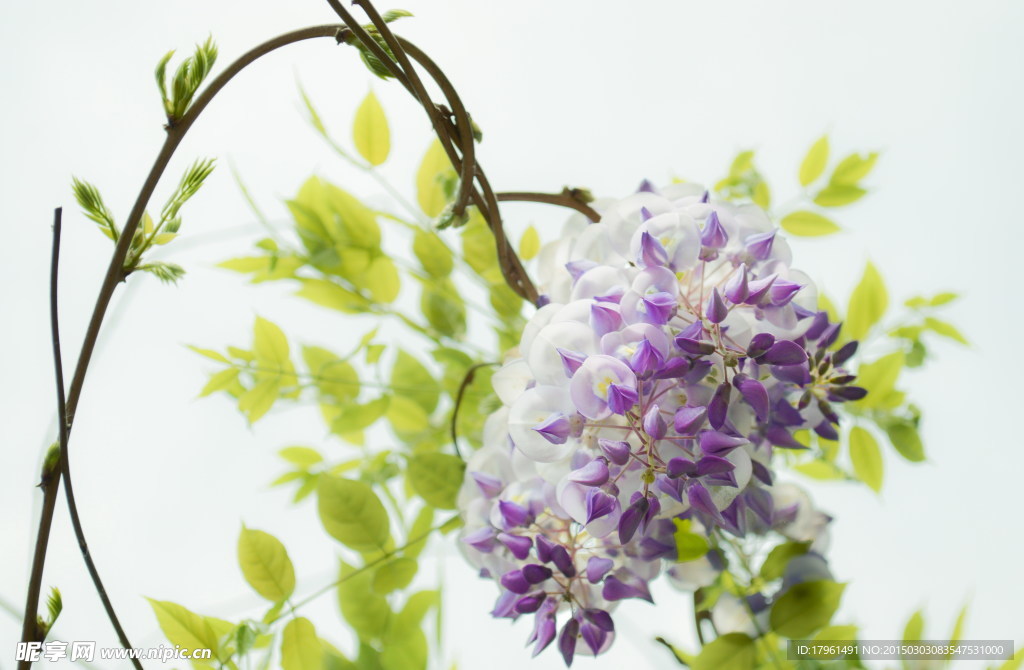 唯美丁香花