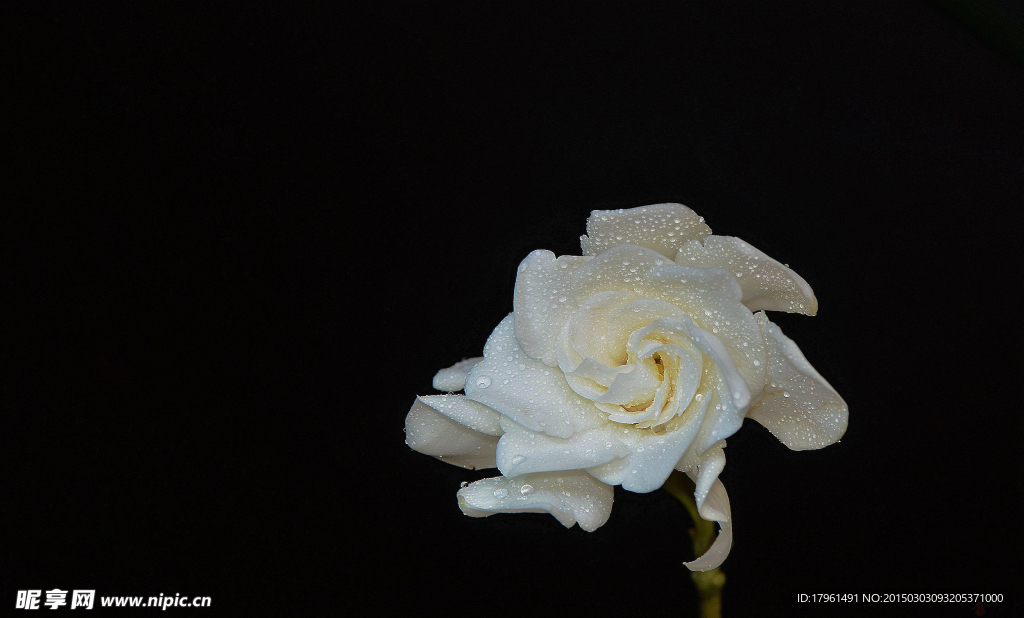 栀子花