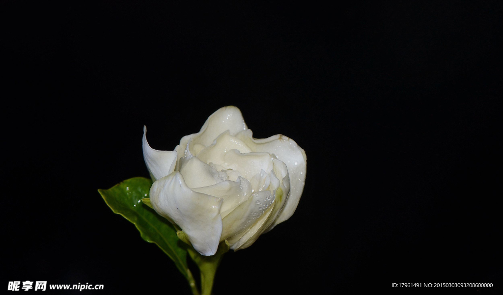 栀子花