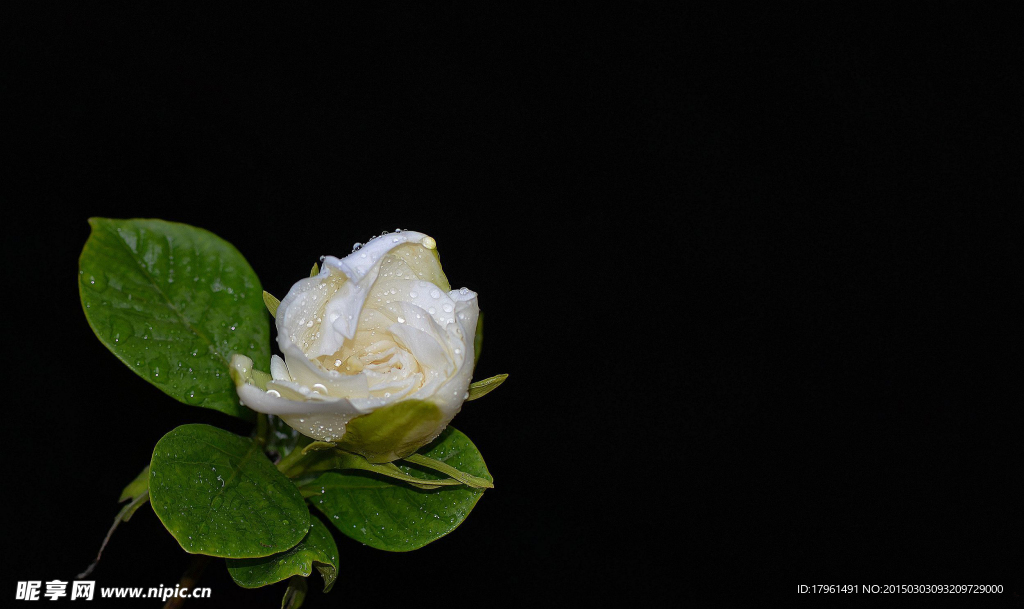 栀子花