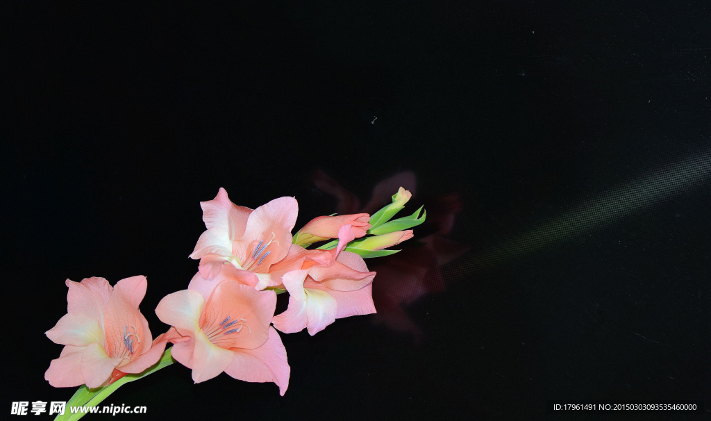 唐菖蒲