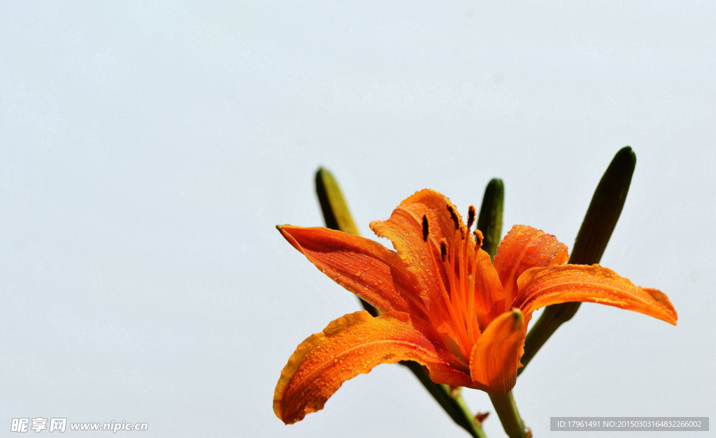 萱草金针花