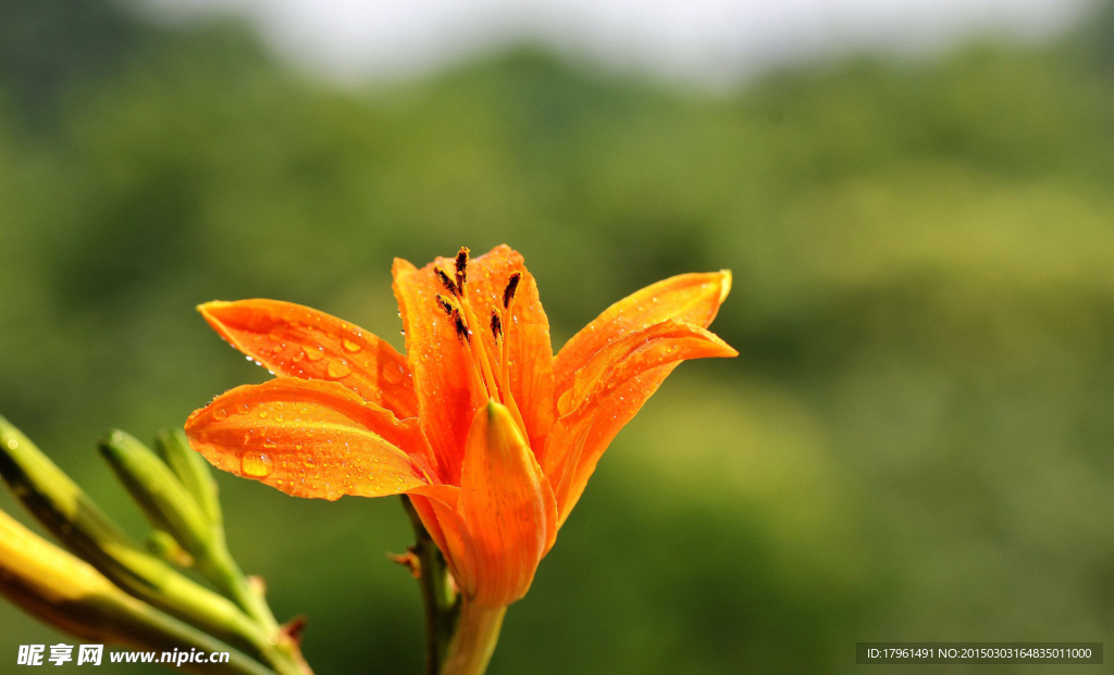 萱草金针花